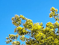 Mimosa en Fleurs