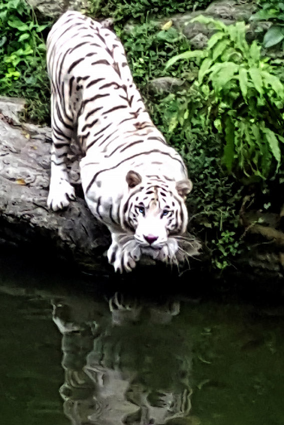 le tigre blanc - photo 20x30cm sur papier Hahnemühle FineArt Pearl