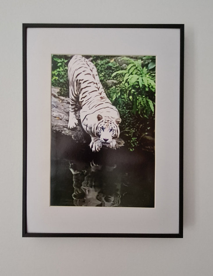 le tigre blanc - photo 20x30cm sur papier Hahnemühle FineArt Pearl
