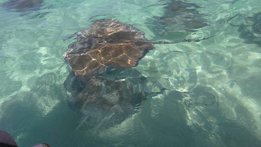 Île Saint John - Îles Vierges des États-Unis