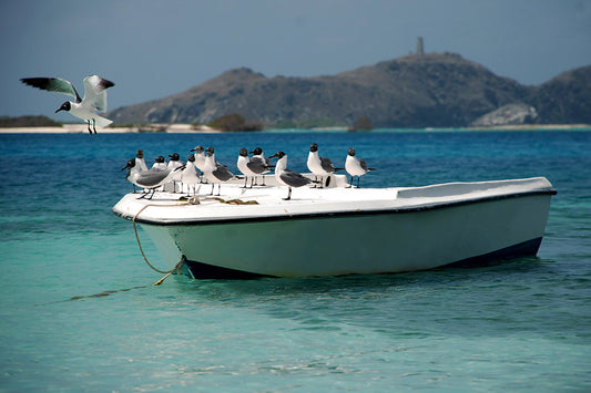 Contrastes Vénézuéliens : La Mouette à Tête Noire Capturée dans l'archipel préservé de Los Roques au Venezuela, cette œuvre saisit le contraste saisissant entre le plumage charbonneux de la mouette à tête noire et l'éclat pur des paysages caribéens.