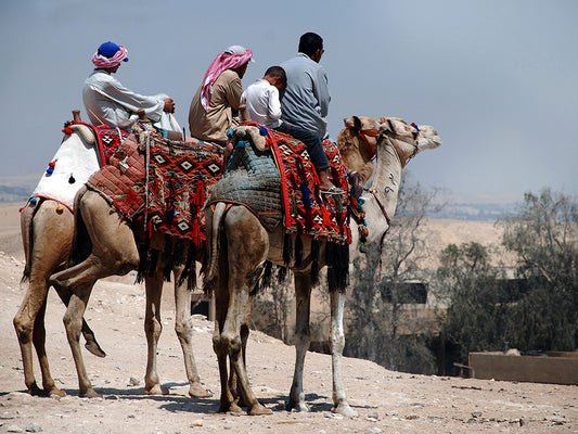 Photo d'art "l'attente'' Dromadaires qui croisent leurs pattes . Egypte Le Caire 30x40cm Kellestom