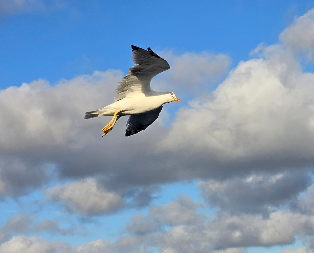 photo le goeland à pattes jaunes 20x30cm  de kellestom