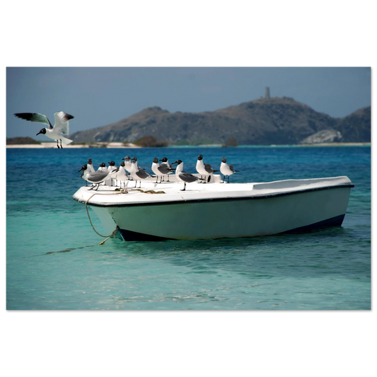 Capturée dans l'archipel préservé de Los Roques au Venezuela, cette œuvre saisit le contraste saisissant entre le plumage charbonneux de la mouette à tête noire et l'éclat pur des paysages caribéens.