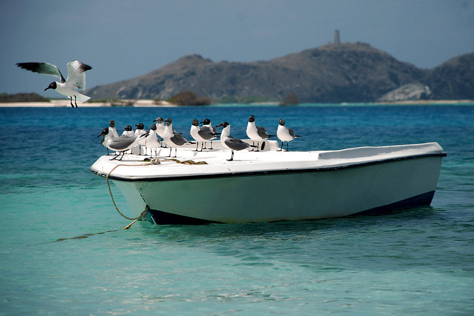Contrastes Vénézuéliens : La Mouette à Tête Noire Capturée dans l'archipel préservé de Los Roques au Venezuela, cette œuvre saisit le contraste saisissant entre le plumage charbonneux de la mouette à tête noire et l'éclat pur des paysages caribéens.