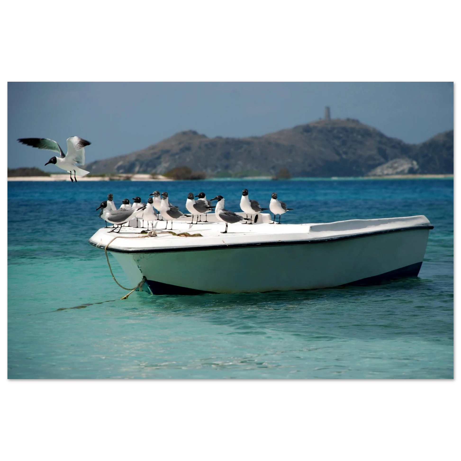 Capturée dans l'archipel préservé de Los Roques au Venezuela, cette œuvre saisit le contraste saisissant entre le plumage charbonneux de la mouette à tête noire et l'éclat pur des paysages caribéens.