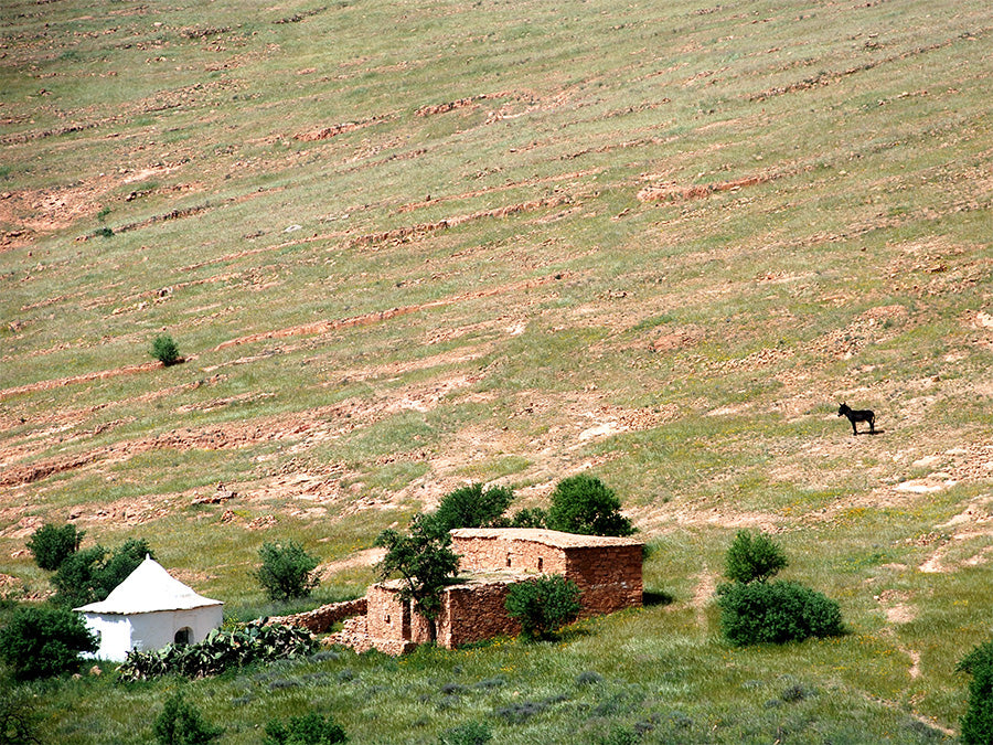 Niché dans le Moyen Atlas marocain, un paysage, dominé par les teintes de la terre rouge. Une modeste maison blanche, dont la façade immaculée contraste avec les tons terreux environnants.