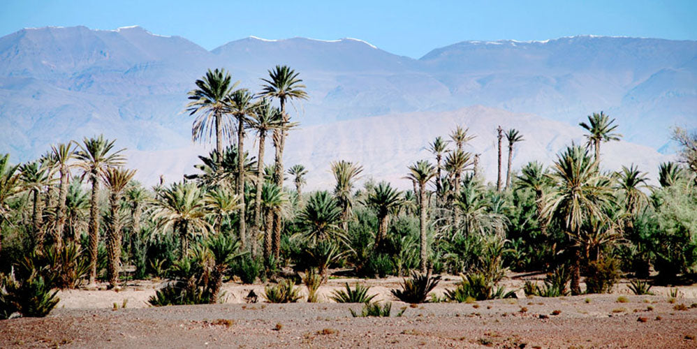 Les palmiers du Maroc se dressent face aux majestueuses montagnes de l’Atlas format 30x60cm