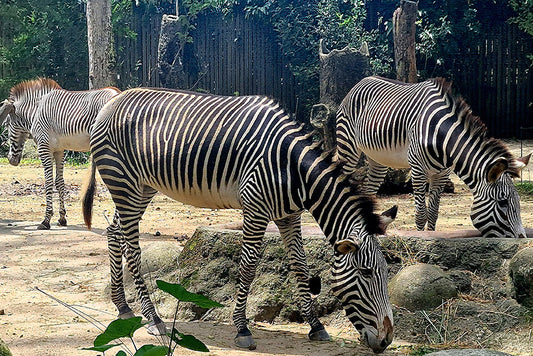 zebres au zoo de Singapour