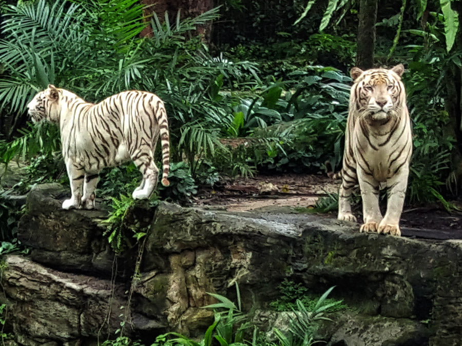 photo 30x40cm ou 20x15cm les tigres blancs
